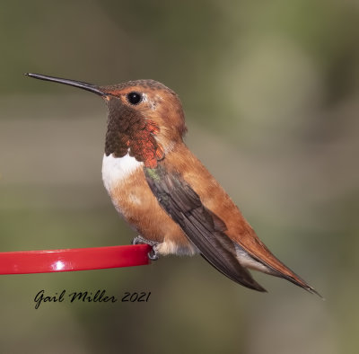 Rufous Hummingbird, male. 
Yard Bird #21