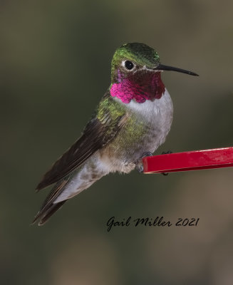 Broad-tailed Hummingbird, male.