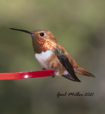 Rufous Hummingbird, male. 