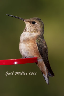 Female/immature male, Rufous Hummingbird. 