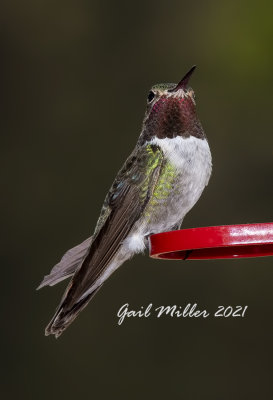 Broad-tailed Hummingbird, male. 