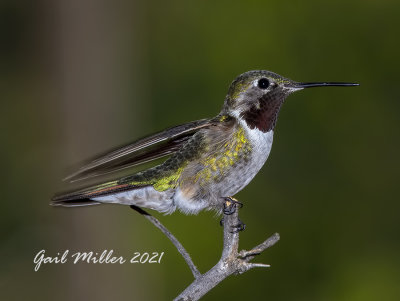 Broad-tailed Hummingbird, male. 
