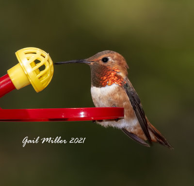 Rufous Hummingbird, male. 