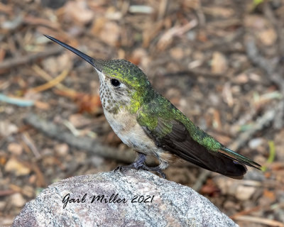 Broad-tailed Hummingbird, female, I think.