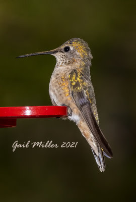 Broad-tailed Hummingbird, female, I think.