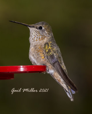 Broad-tailed Hummingbird, female, I think.