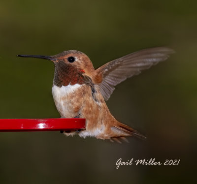 Rufous Hummingbird, male. 