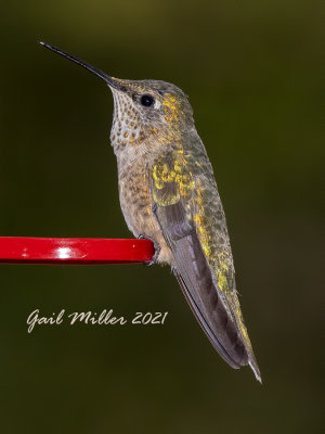 Broad-tailed Hummingbird, female, I think.