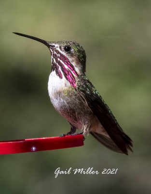 Calliope Hummingbird, male. 
Yard Bird #22