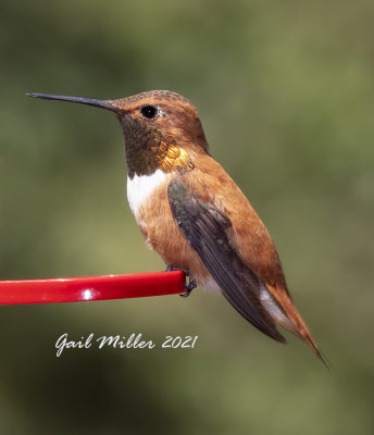 Rufous Hummingbird, male. 