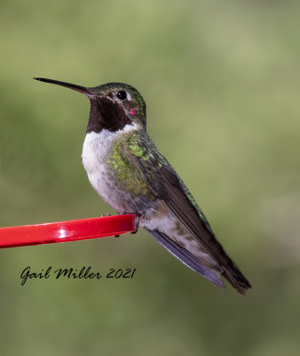 Broad-tailed Hummingbird, male