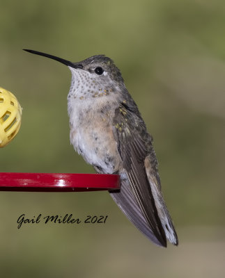 Broad-tailed Hummingbird