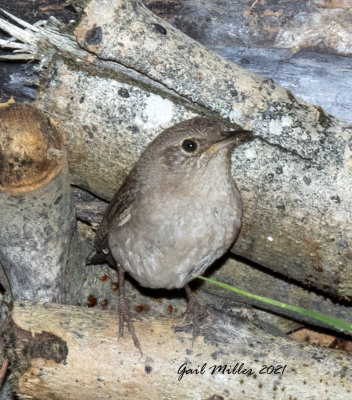 House Wren