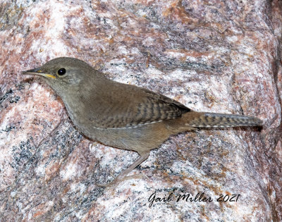 House Wren