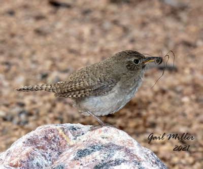 House Wren