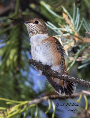 Rufous Hummingbird