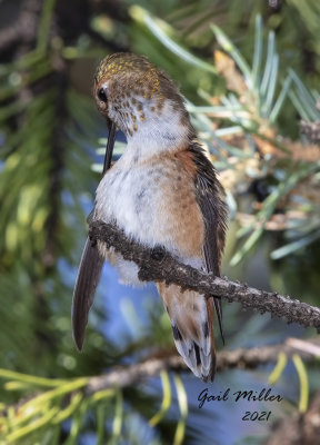 Rufous Hummingbird