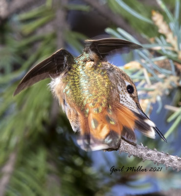 Rufous Hummingbird