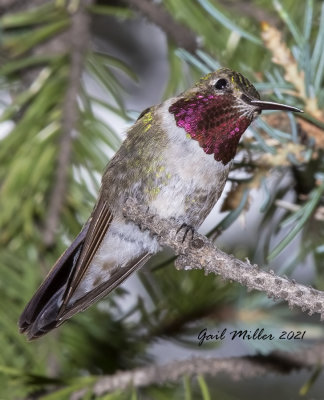 Broad-tailed Hummingbird, male