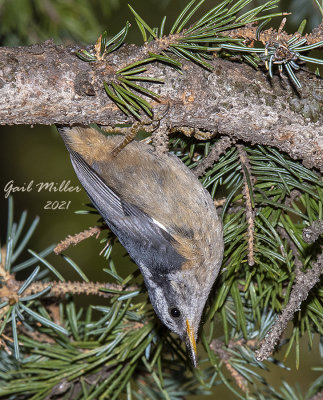 Red-breasted Nuthatch