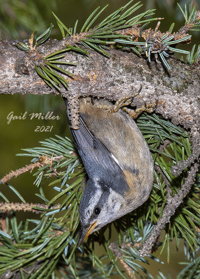 Red-breasted Nuthatch