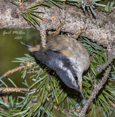 Red-breasted Nuthatch