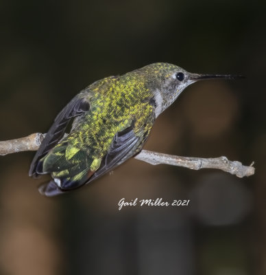 Broad-tailed Hummingbird, female.