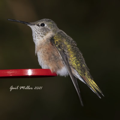 Broad-tailed Hummingbird, female.