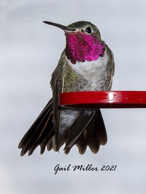 Broad-tailed Hummingbird, male.