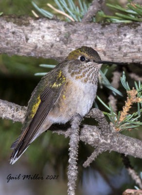 Broad-tailed Hummingbird, female.