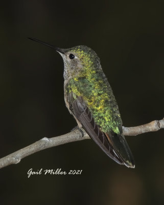 Broad-tailed Hummingbird, female.