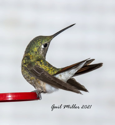 Broad-tailed Hummingbird, female.