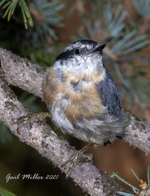 Red-breasted Nuthatch