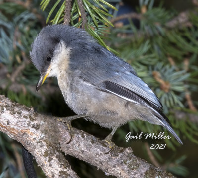 Pygmy Nuthatch