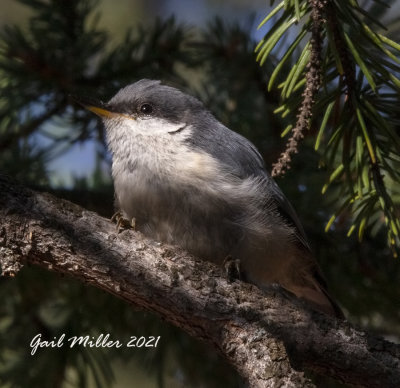 Pygmy Nuthatch