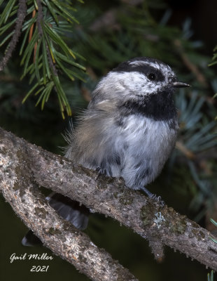 Mountain Chickadee