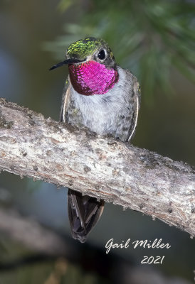 Broad-tailed Hummingbird, male