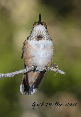 Rufous Hummingbird