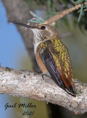 Rufous Hummingbird, male