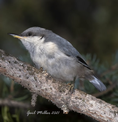 Pygmy Nuthatch