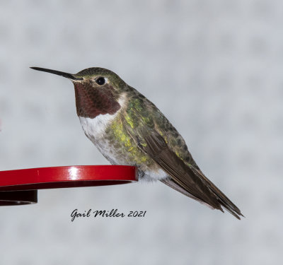 Broad-tailed Hummingbird, male