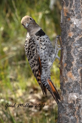 Northern Flicker Red-shafted (Western)