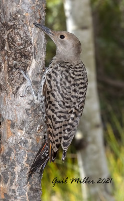 Northern Flicker Red-shafted (Western)