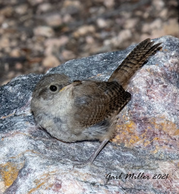 House Wren