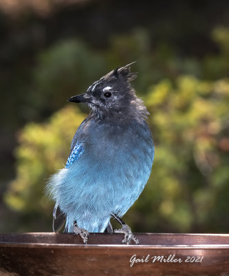 Steller's Jay