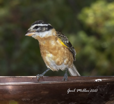 Black-headed Grosbeak, female.