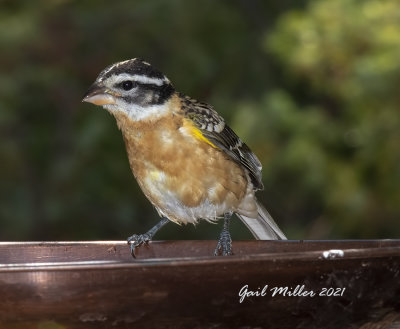 Black-headed Grosbeak, female.