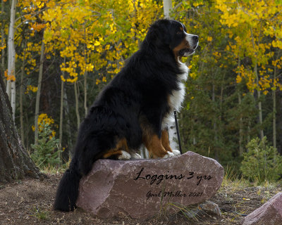 Loggins in Colorado