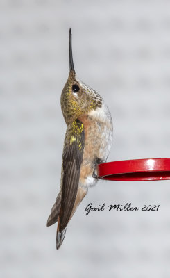 Broad-tailed Hummingbird, female.