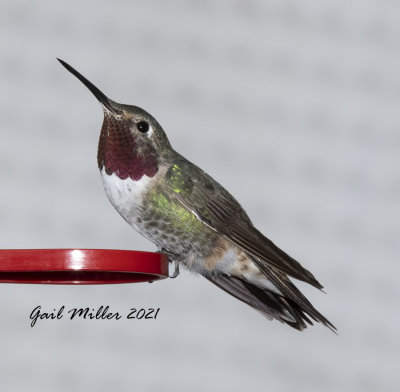 Broad-tailed Hummingbird, male